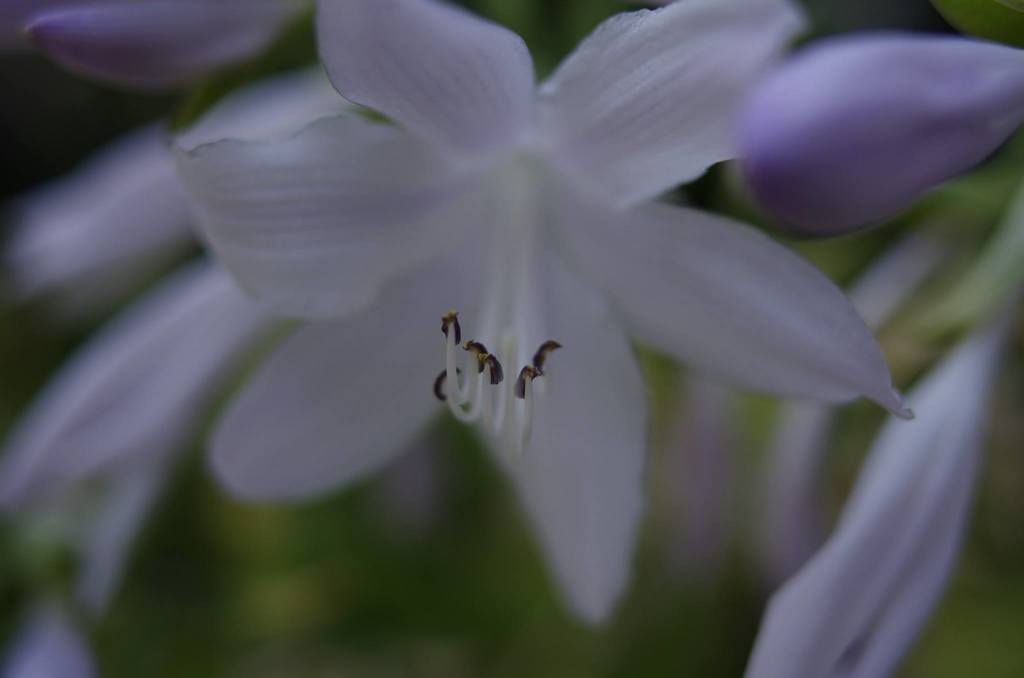 静かな花