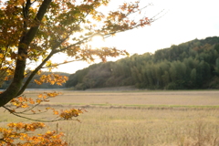 晩秋の風景