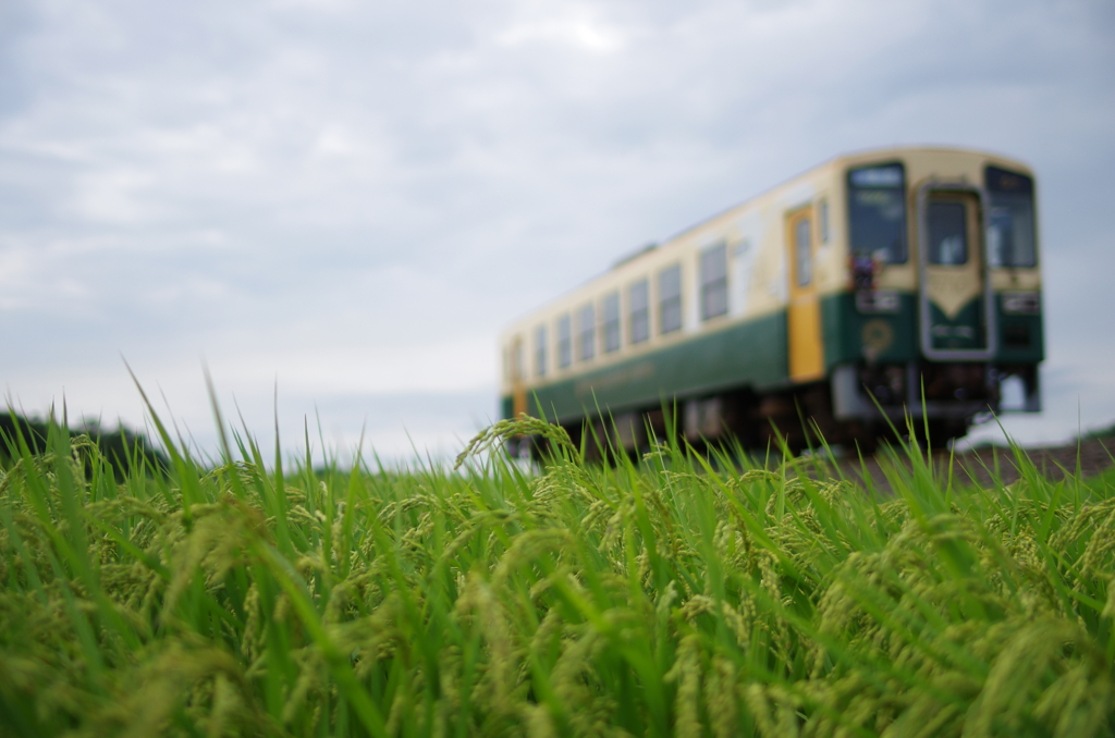 稲と電車