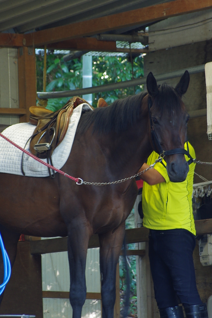 野馬追い馬