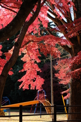 紅葉と滑り台