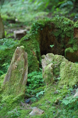 御岩神社、ハートの葉と切り株２