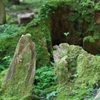 御岩神社、ハートの葉と切り株２