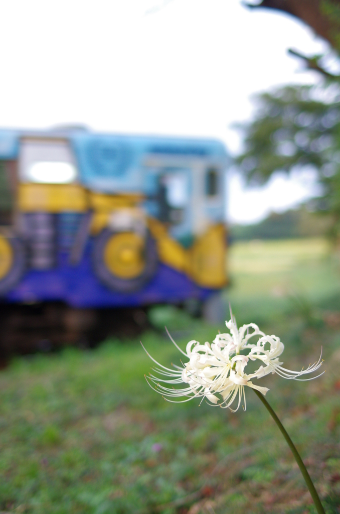 白彼岸花と電車