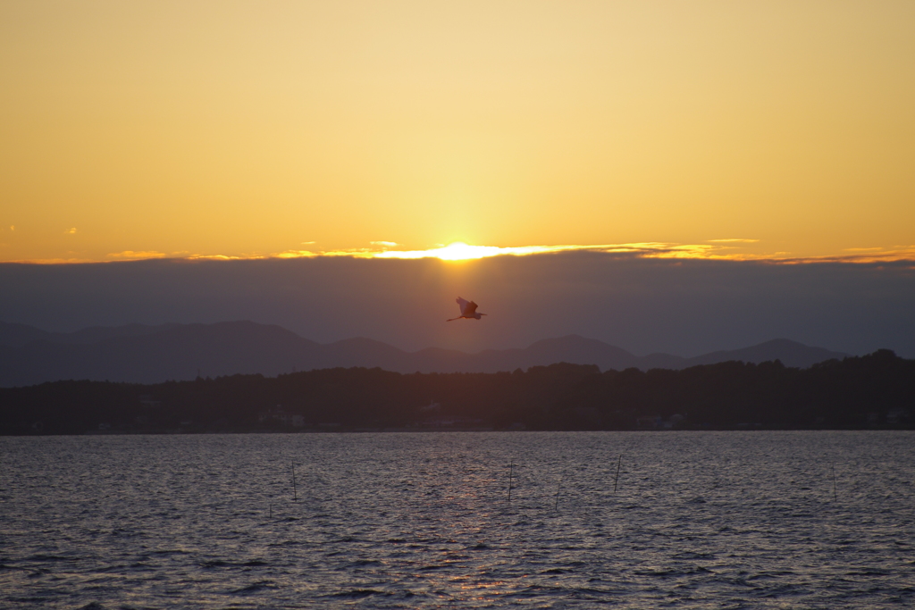 夕陽とサギ