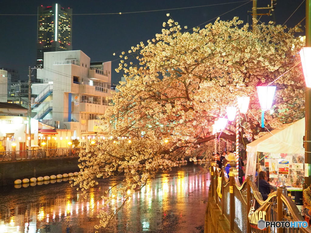 夜桜満喫  ⑧