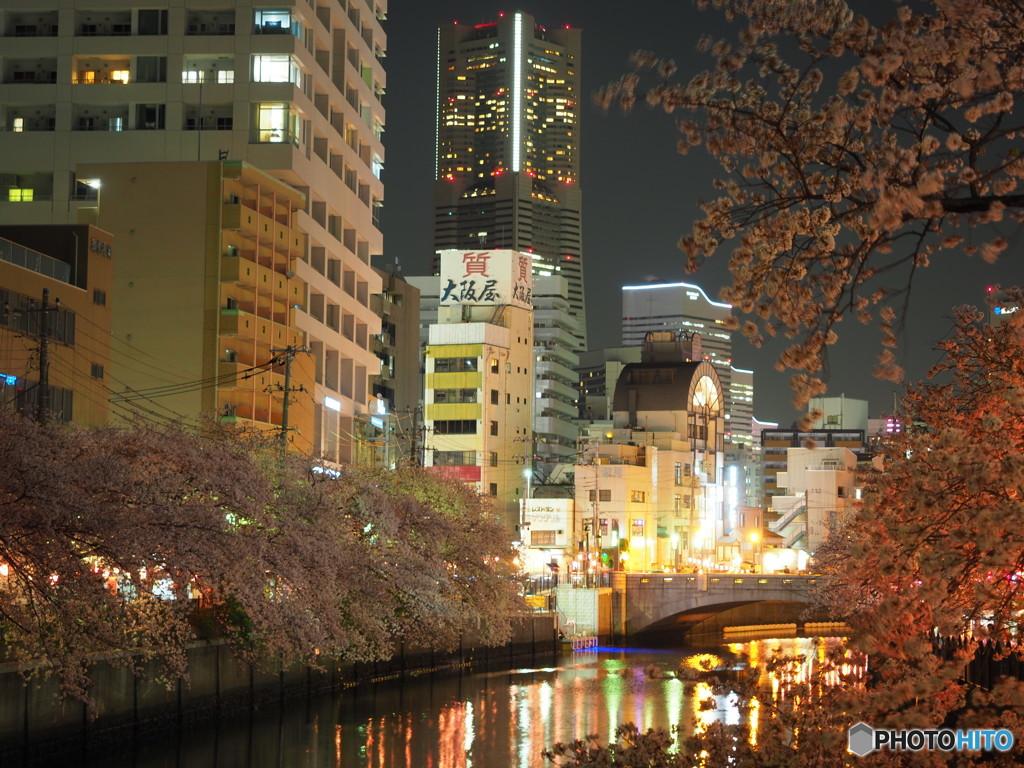 夜桜満喫  ⑤