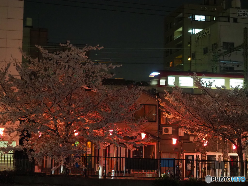 夜桜満喫  ④