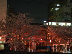 夜桜満喫  ④