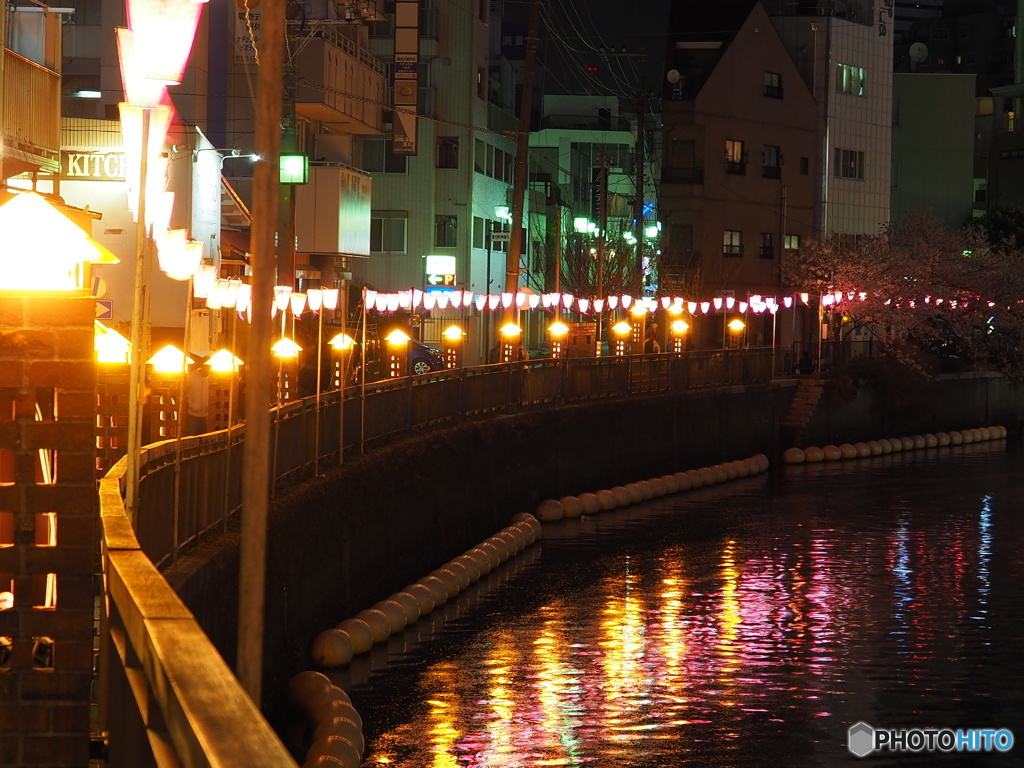 夜桜満喫  ⑨