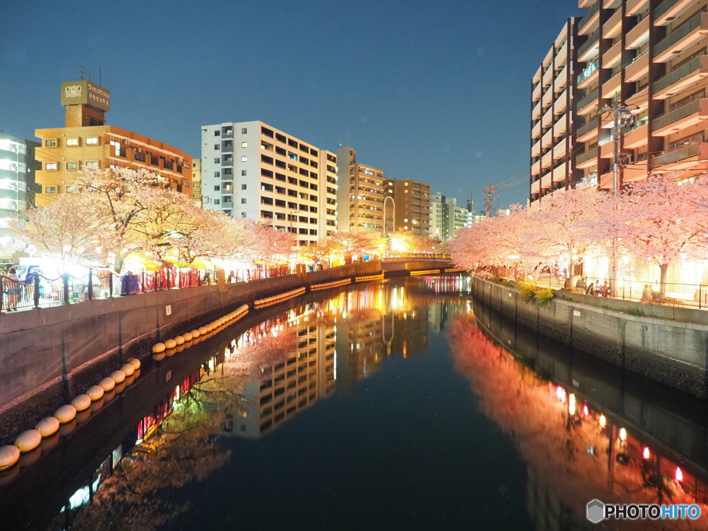夜桜満喫  ③