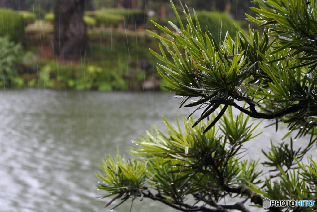 雨の兼六園