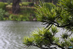 雨の兼六園