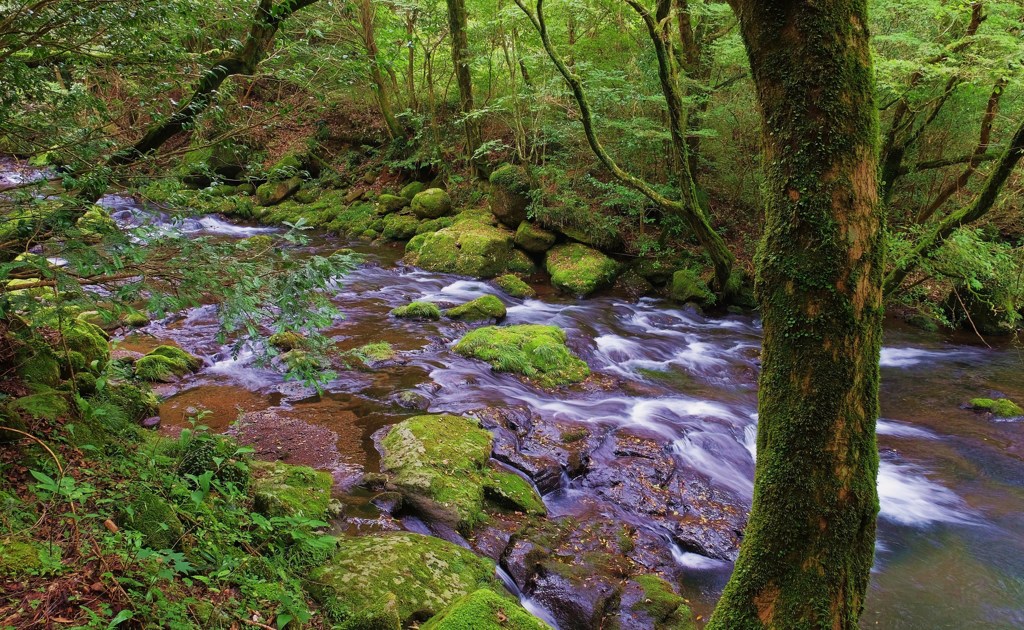 菊池川渓流