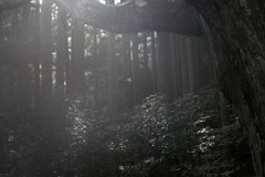 高森殿