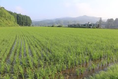 田原坂駅～木葉駅　初夏の景色