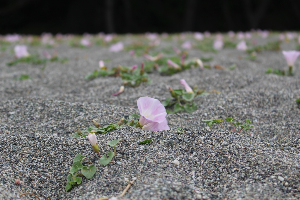 砂浜に咲く花