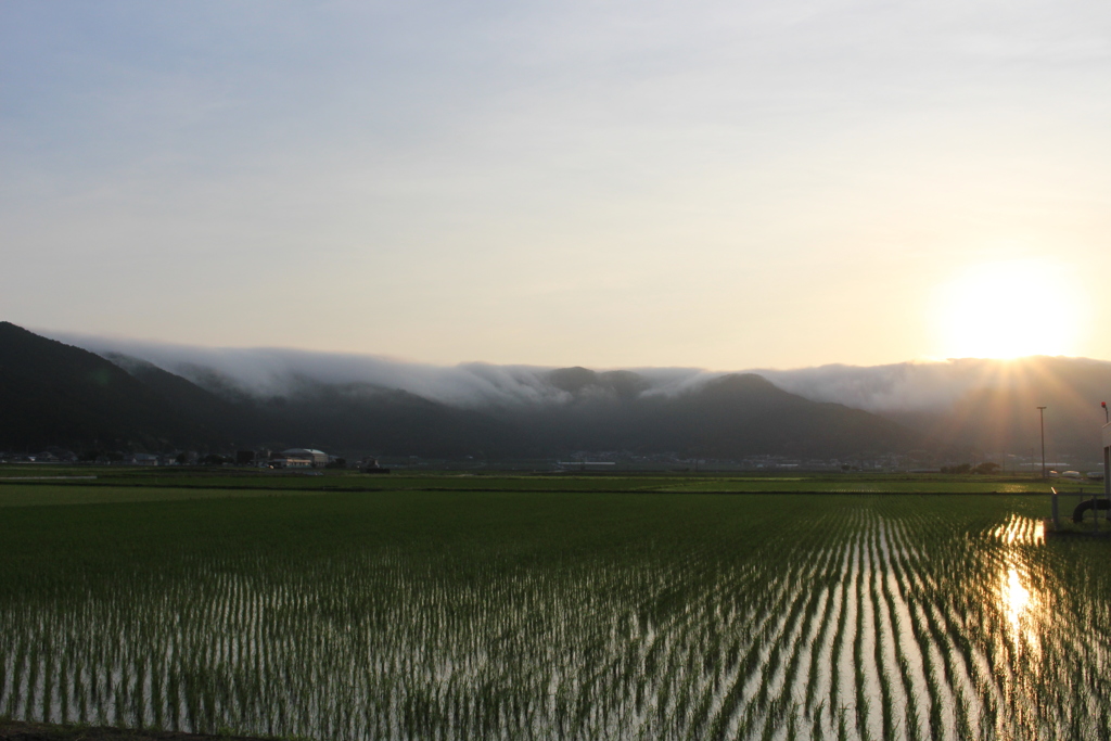 夕暮れの田んぼ