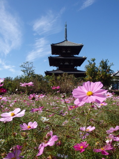 秋の法起寺（斑鳩の里）