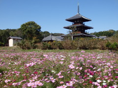 法起寺とコスモス