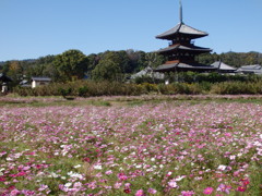 法起寺（斑鳩）とコスモス