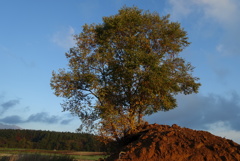 LRG_DSC00454