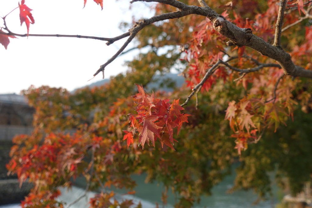 嵐山の紅葉