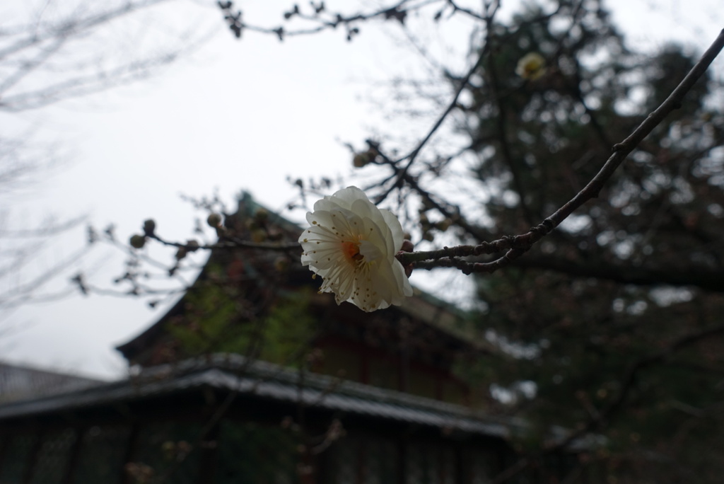 フライング開花？
