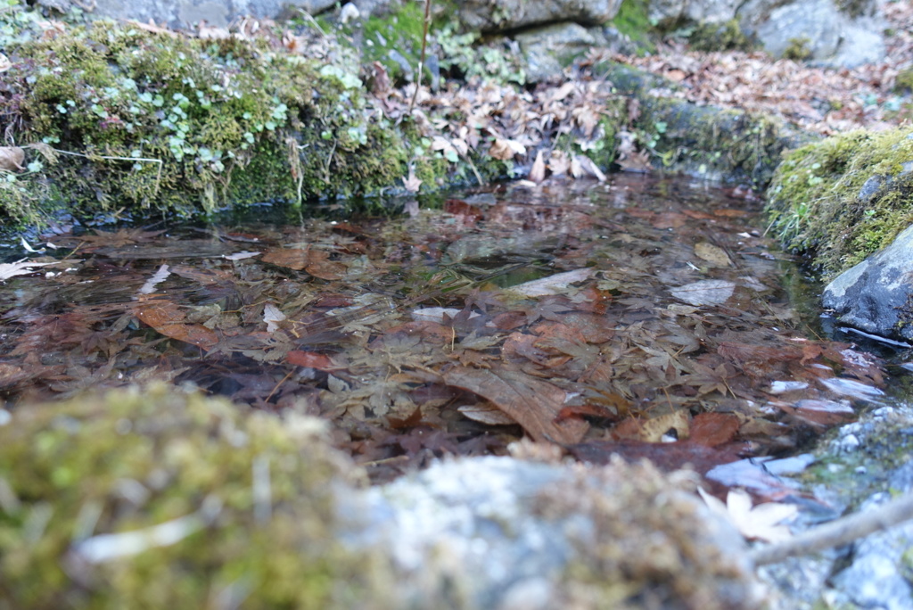 氷モミジ
