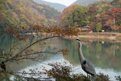 嵐山の紅葉