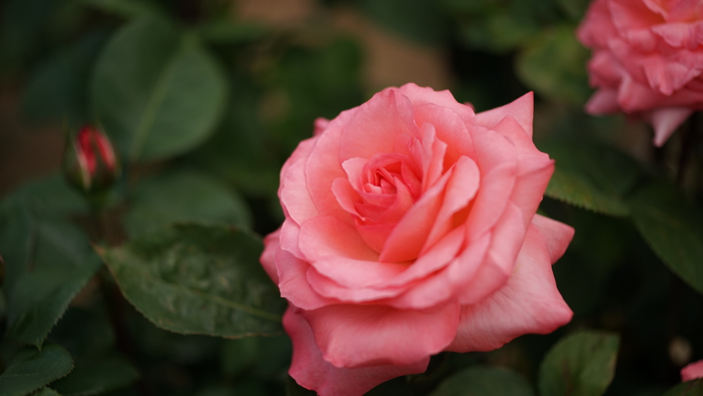 花フェスタ記念公園　バラ