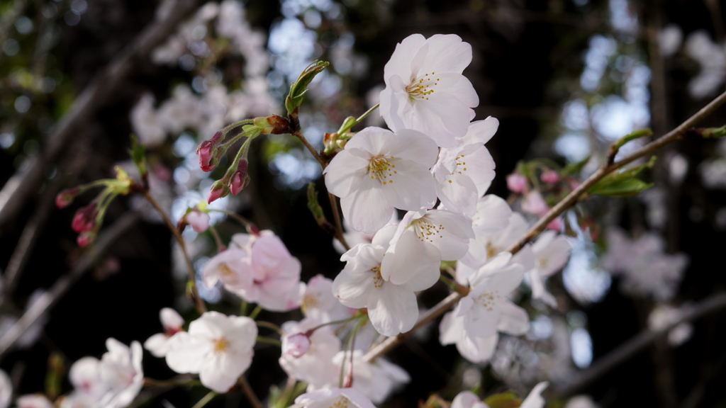 名古屋城の桜