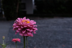 道端の花