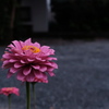道端の花