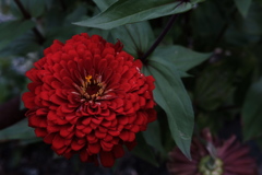 道端の花