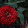 道端の花