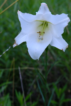 運動公園に咲いてた一輪の花