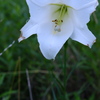 運動公園に咲いてた一輪の花