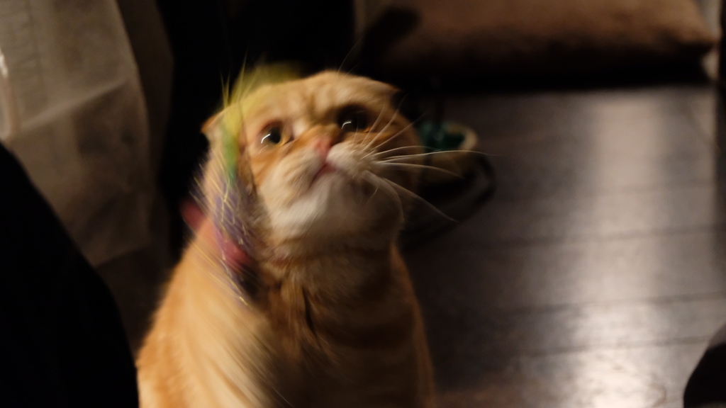 猫の躍動感