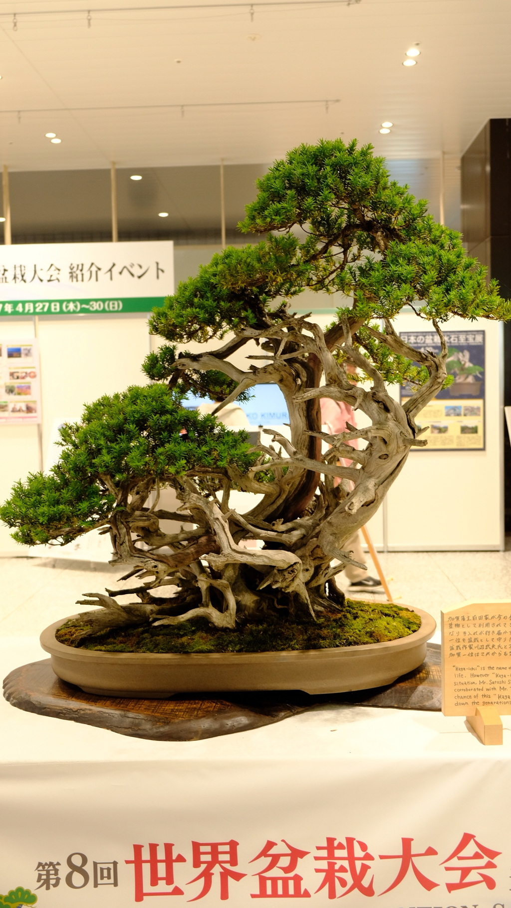 世界盆栽大会にて