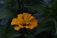 道端の花