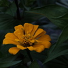 道端の花