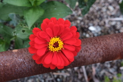 錆鉄に供わる花