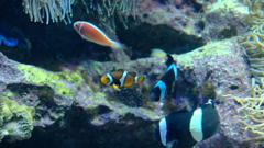 サンシャイン水族館 クマノミ