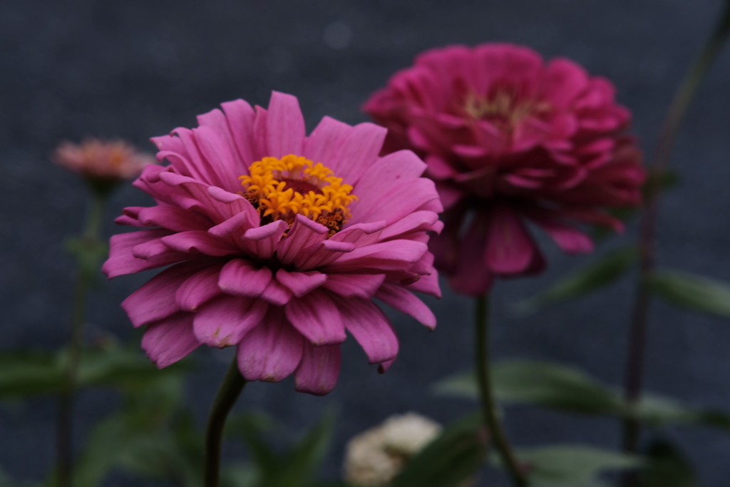 道端の花