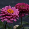 道端の花
