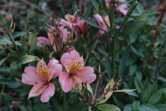 道端の花