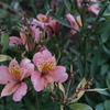 道端の花