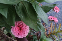道端の花
