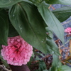 道端の花